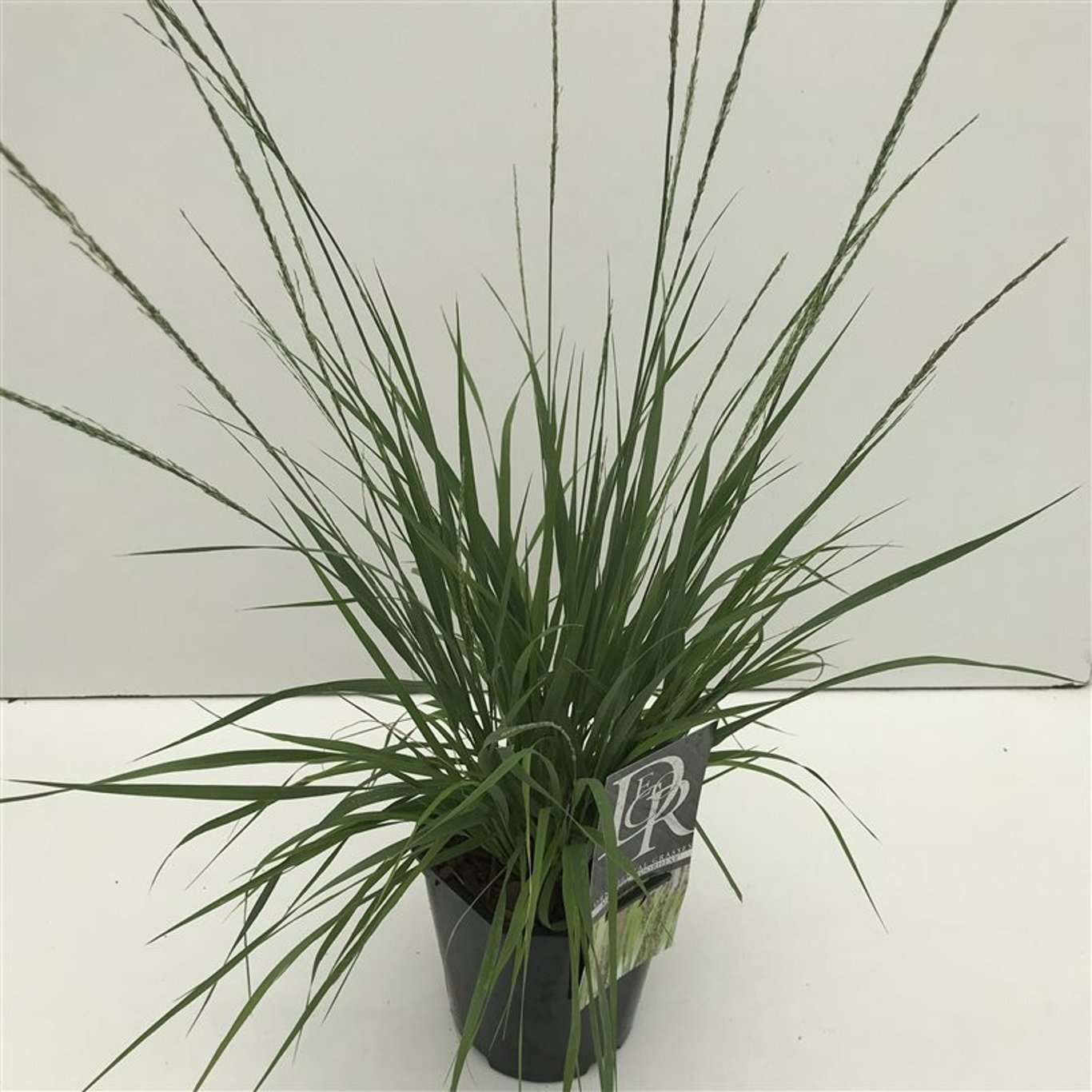 Molinia caerulea 'Moorhexe' - C2